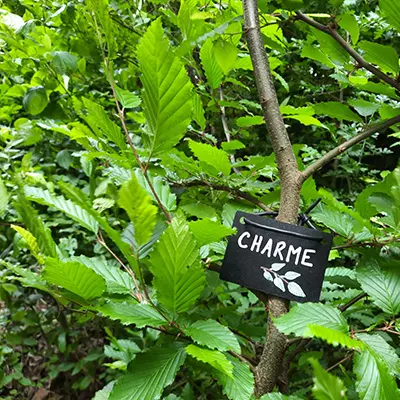 Intérieur d'une micro-forêt Urban Forests