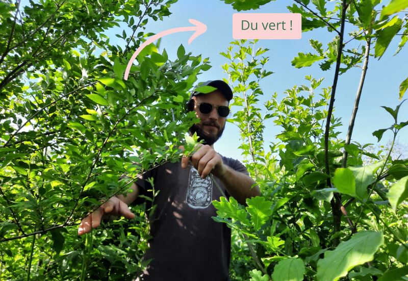 Micro-forêt Ecran visuel