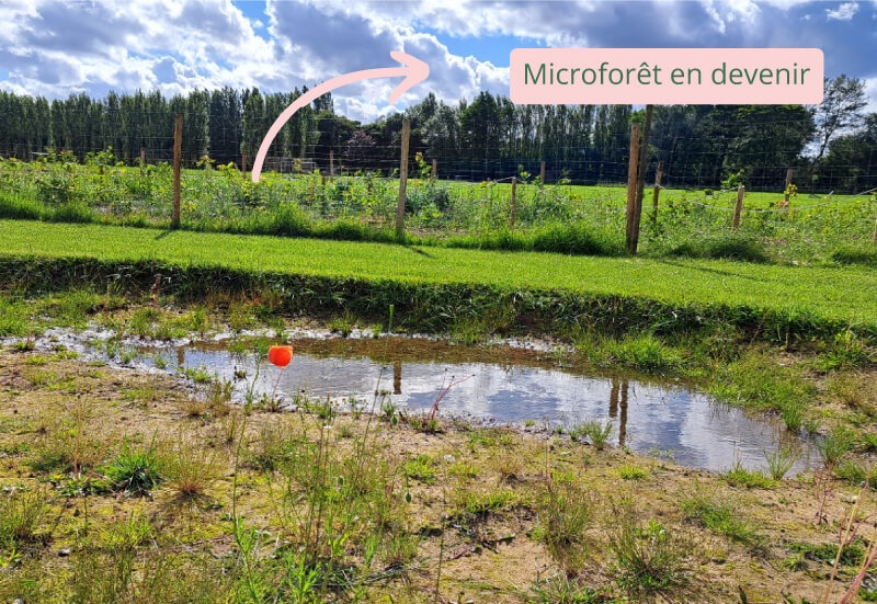 Micro-forêt Ecran visuel