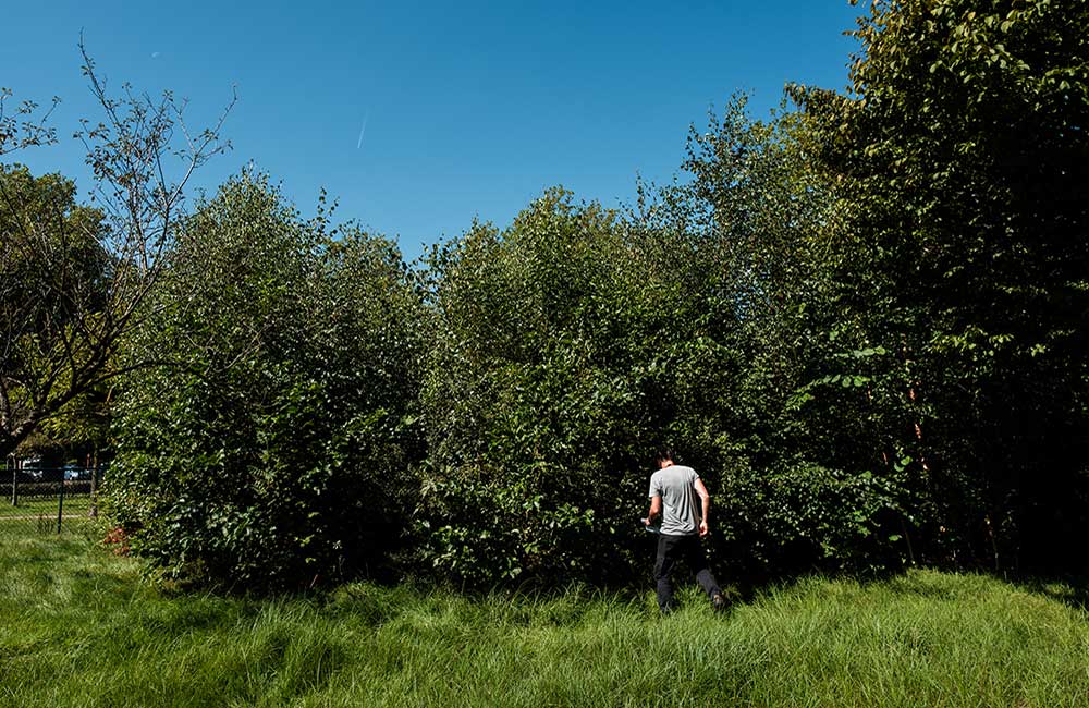 Microforêt Miyawaki après 3 ans Saint-Nicolas Belgique