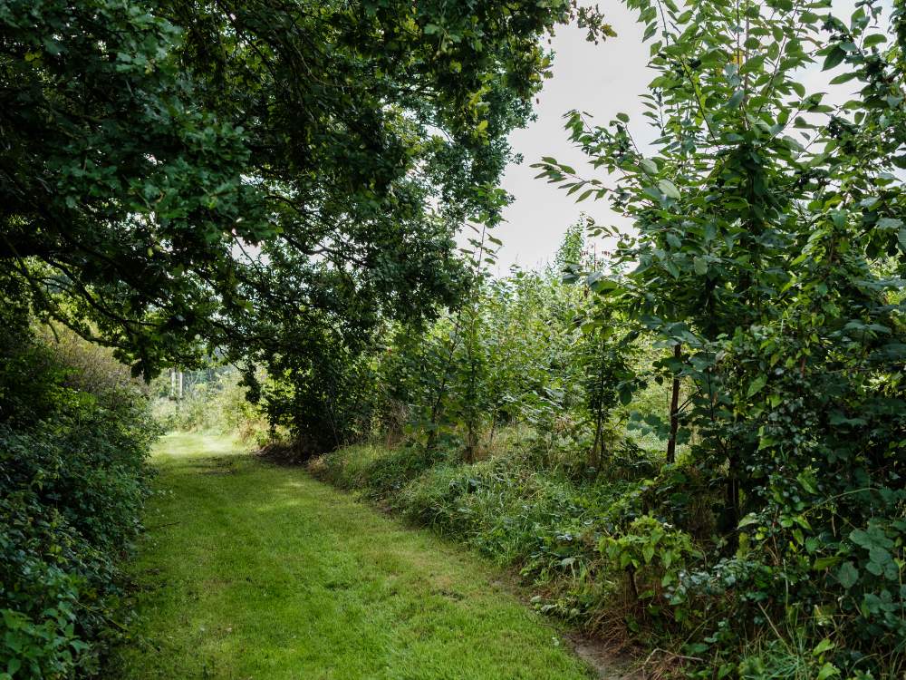 aspect d'une micro-forêt Miyawaki