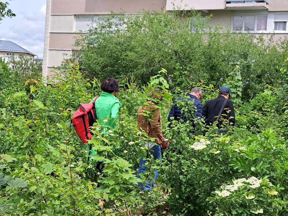 promenade dans une forêt urbaine Miyawaki